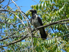 Corvus cornix