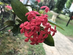 Ixora coccinea