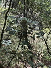 Sinopanax formosanus