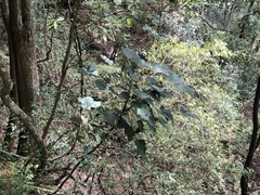 Sinopanax formosanus