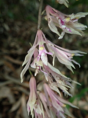 Cremastra appendiculata