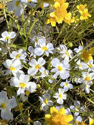 iNaturalist observation photo of toothed calicoflower