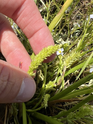 iNaturalist observation photo of flowering-quillwort