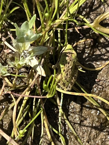 iNaturalist observation photo of Pacific chorus frog