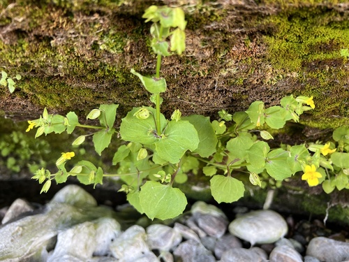 iNaturalist observation photo of shy monkeyflower