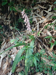 Cremastra appendiculata