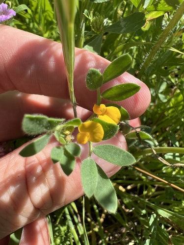 iNaturalist observation photo of Chile trefoil