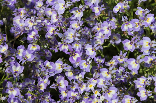 iNaturalist observation photo of Doublehorn Calicoflower