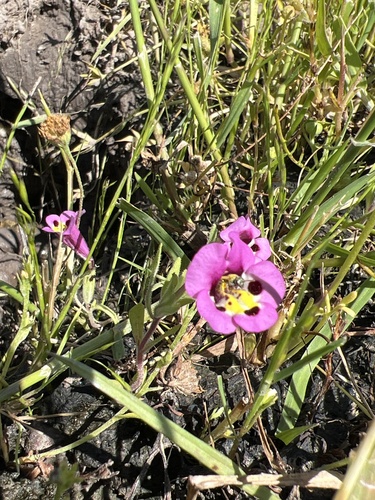 iNaturalist observation photo of tricolor monkeyflower