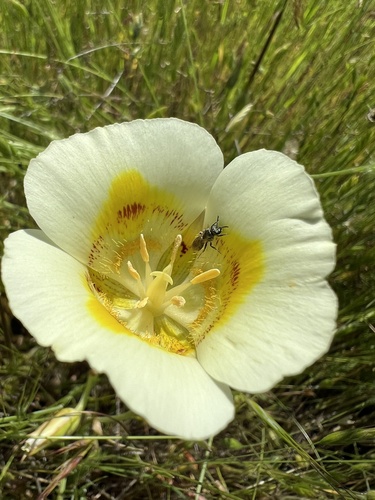 iNaturalist observation photo of Yellow Mariposa Lily