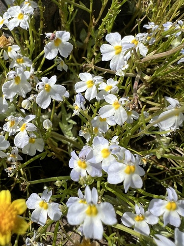 iNaturalist observation photo of toothed calicoflower