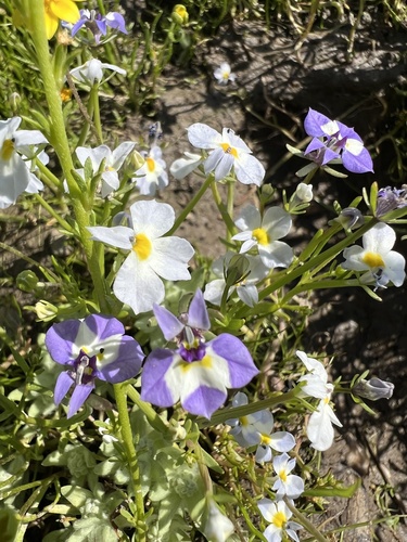 iNaturalist observation photo of toothed calicoflower