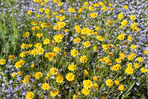 iNaturalist observation photo of goldfields