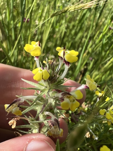 iNaturalist observation photo of butter-and-eggs