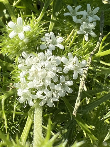 iNaturalist observation photo of whitehead navarretia