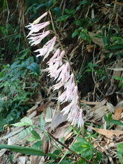 Cremastra appendiculata