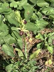 Ophrys sphegodes sphegodes