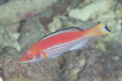 Cirrhilabrus marjorie