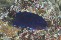 Centropyge fisheri