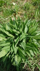 Centaurea nigra
