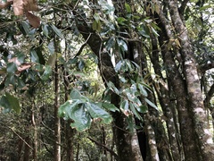 Quercus stenophylloides