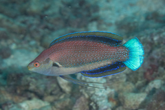 Cirrhilabrus punctatus