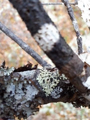 Parmeliopsis capitata