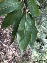 Quercus stenophylloides