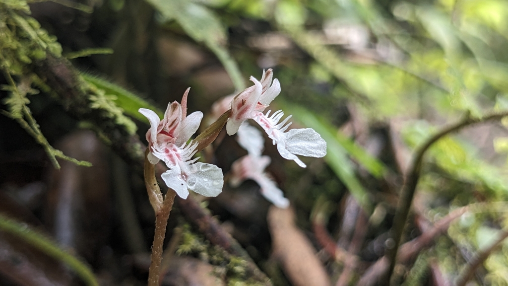 Odontochilus nanlingensis