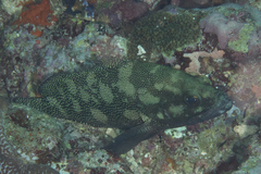 Epinephelus ongus