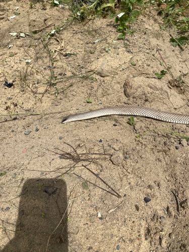 Eastern Rufous Beaked Snake