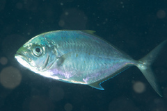 Craterognathus plagiotaenia