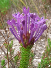 Rhigiophyllum squarrosum