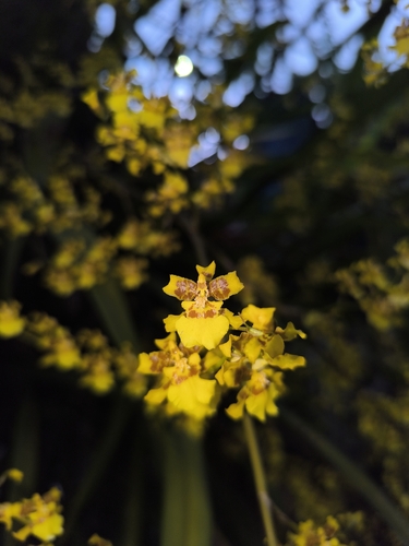 Image of Oncidium sphacelatum by (c) Victor De la Cruz, some rights reserved (CC BY)