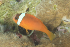 Amphiprion barberi