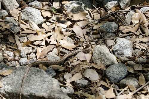 iNaturalist observation photo of Pacific Gopher Snake