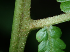 Deparia boryana
