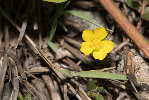 Portulaca psammotropha iNat (1)