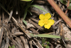 Portulaca psammotropha