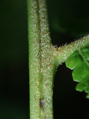 Deparia boryana
