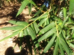 Bambusoideae