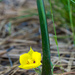 Yellow Star-Tulip - Photo (c) timendez, some rights reserved (CC BY-NC), uploaded by timendez