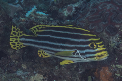 Plectorhinchus vittatus