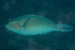 Scarus ghobban