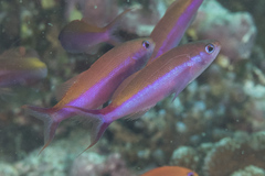 Luzonichthys waitei