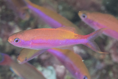 Luzonichthys waitei