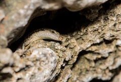 Emoia atrocostata
