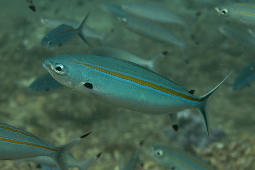 Scissor-tailed Fusilier