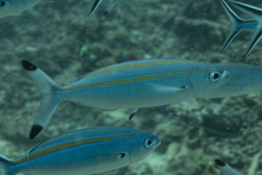 Pterocaesio digramma