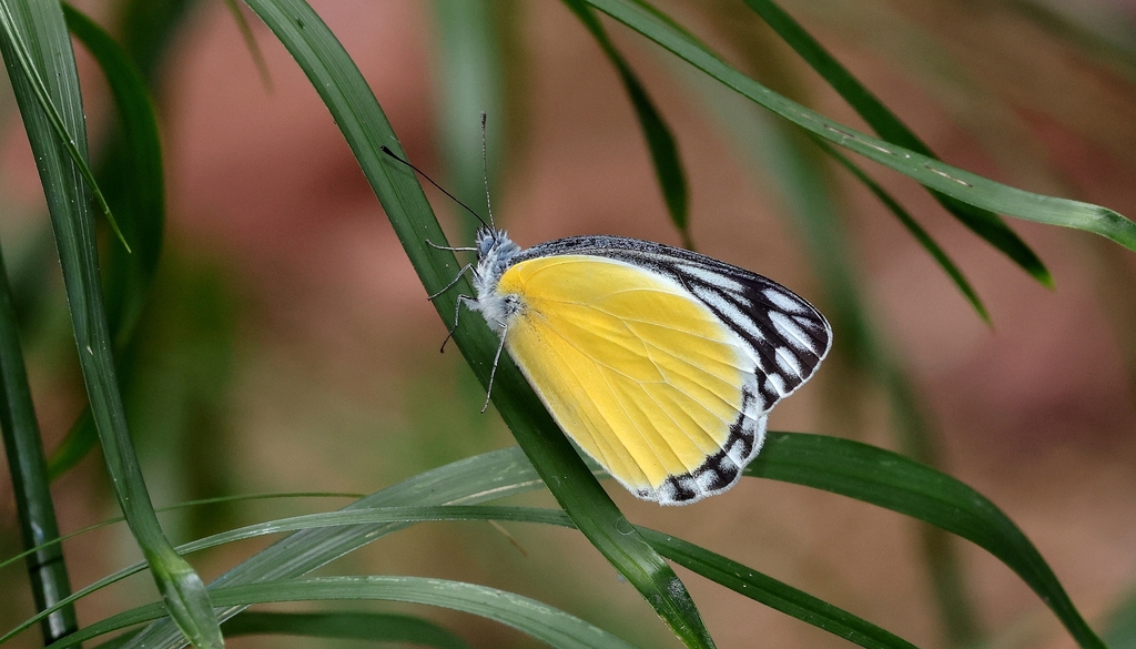 Yellow Jezebel